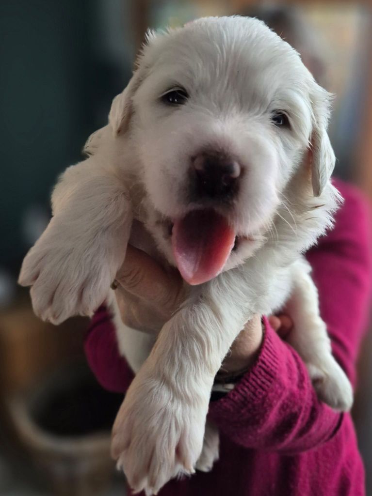 Du Noble Pastoure - Chiot disponible  - Chien de Montagne des Pyrenees