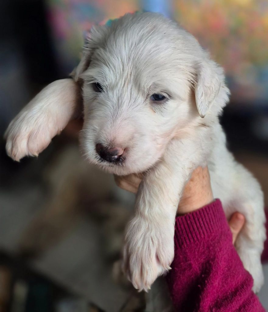 Du Noble Pastoure - Chiot disponible  - Chien de Montagne des Pyrenees