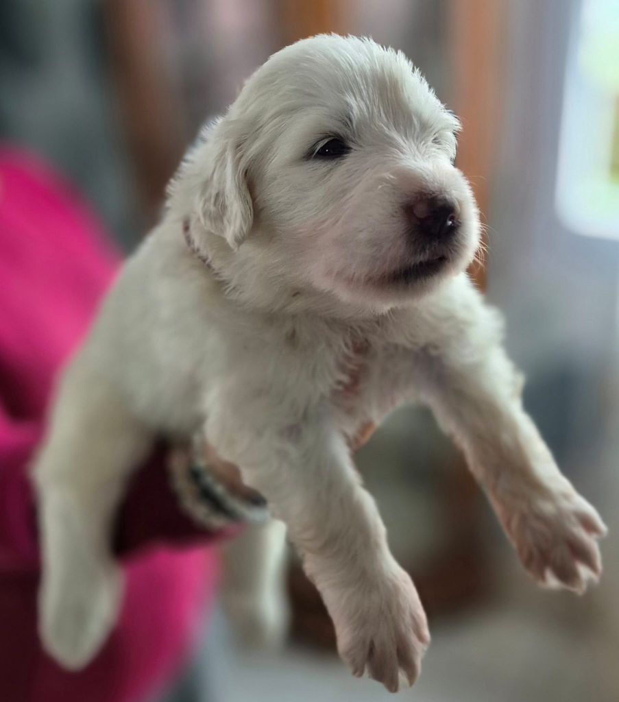 Du Noble Pastoure - Chiot disponible  - Chien de Montagne des Pyrenees