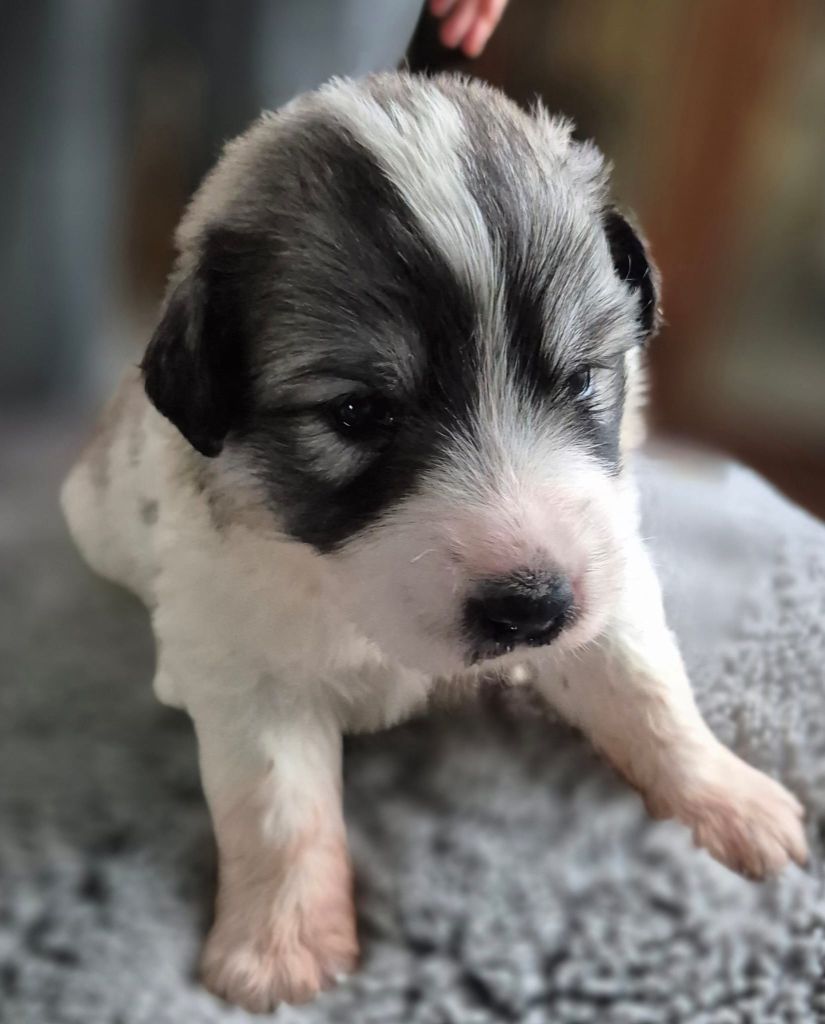 Du Noble Pastoure - Chiot disponible  - Chien de Montagne des Pyrenees