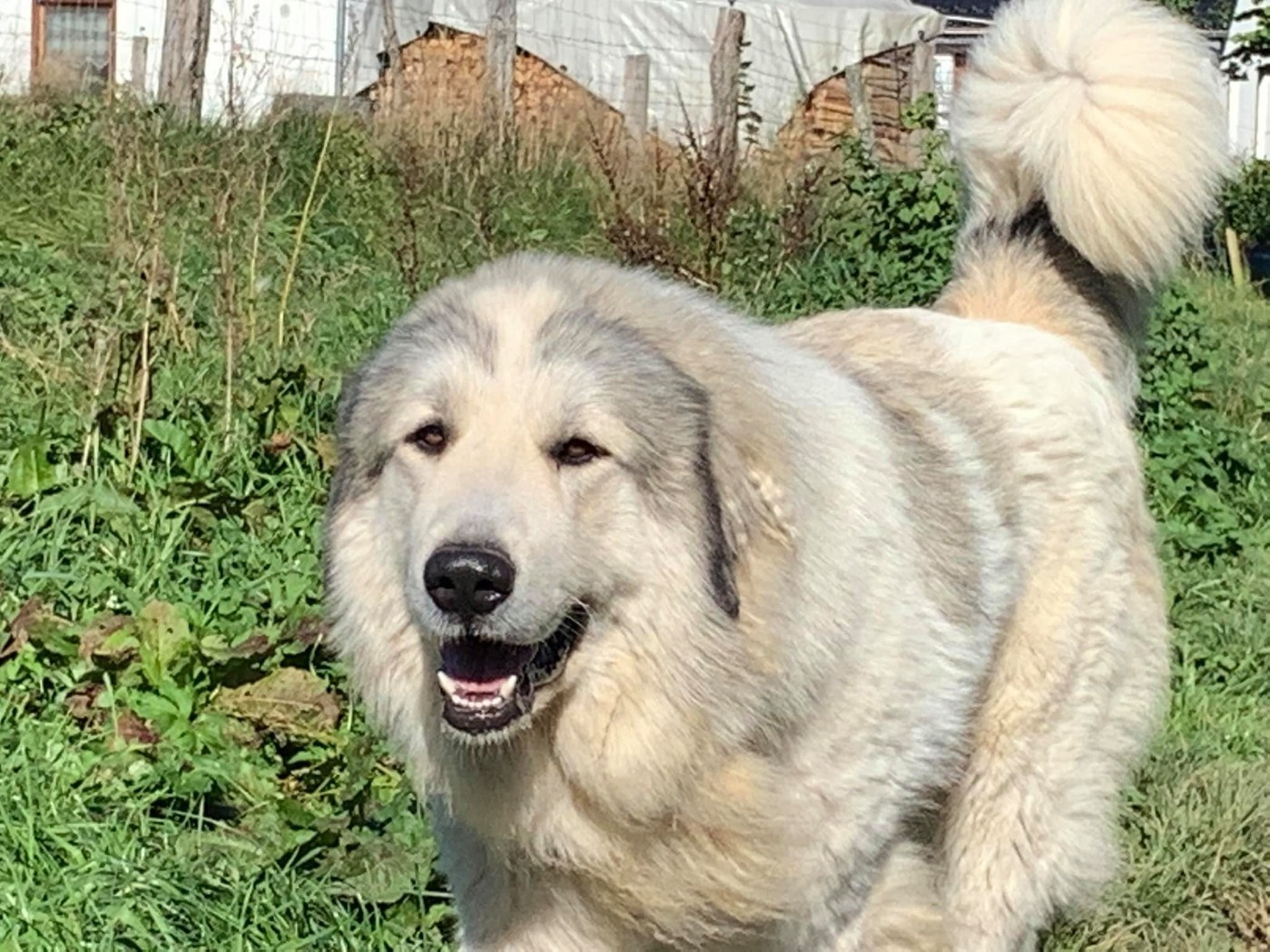 c'halours apaltasunez