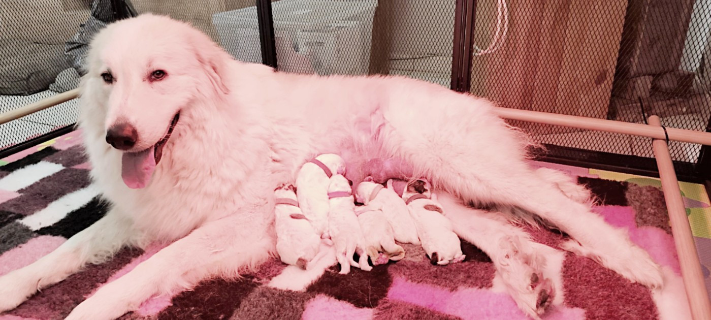 Naissance a l'elevage du NOBLE PASTOURE