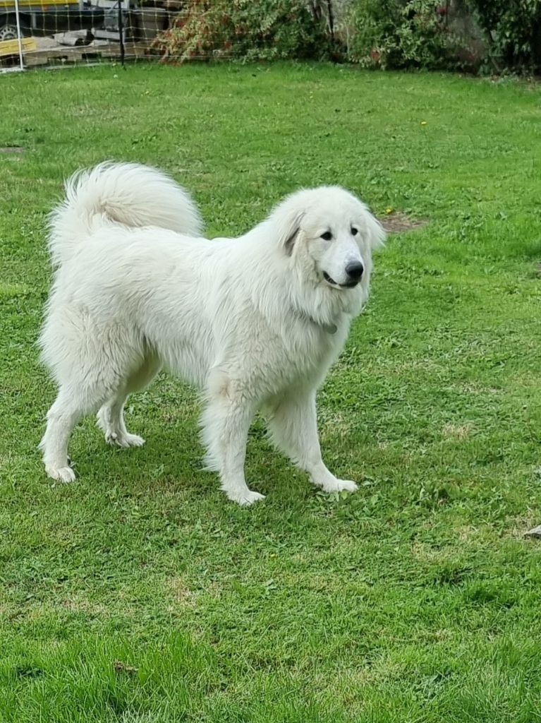 Du Noble Pastoure - Chiots disponibles - Chien de Montagne des Pyrenees