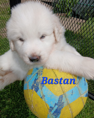 Bastan fils du vent